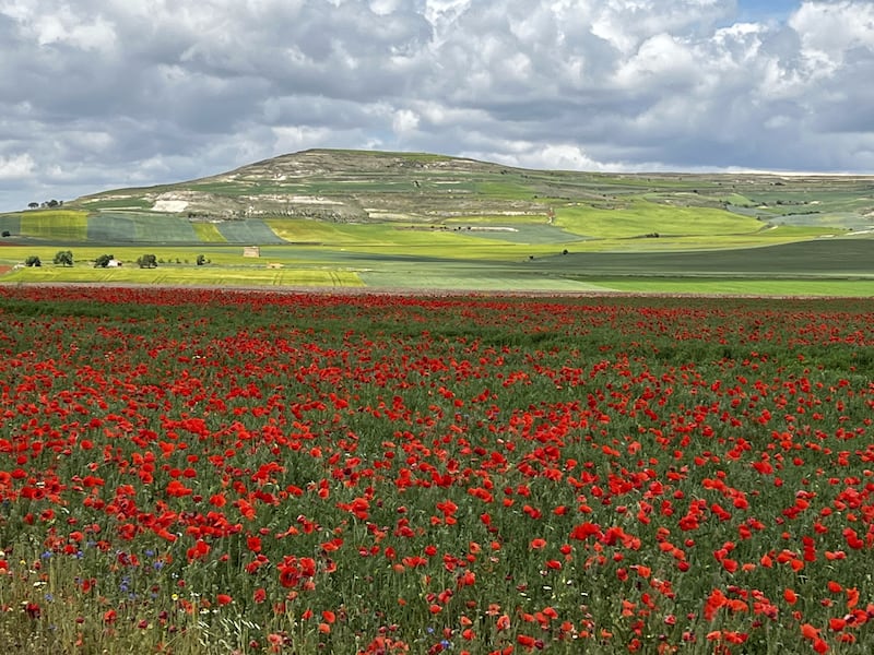 Landscape in Spain during the Camino de Santiago